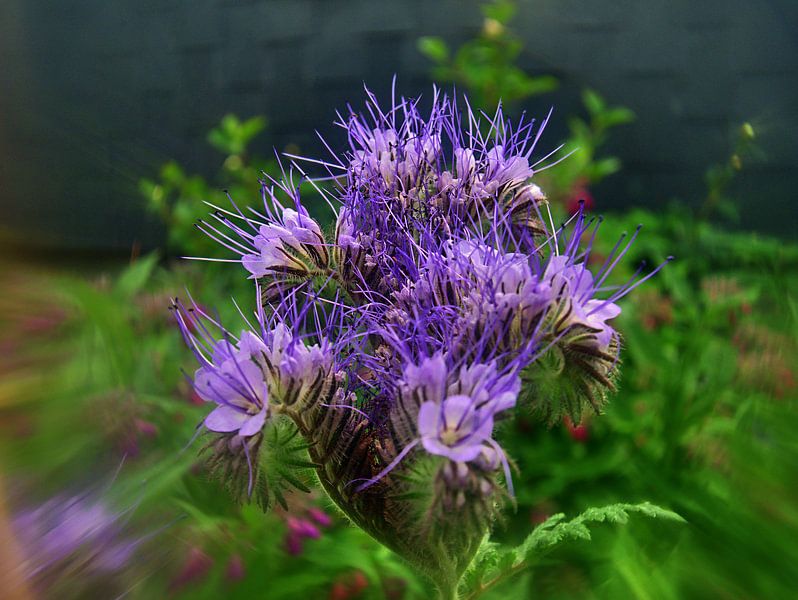 Phacelia 1 van Edgar Schermaul