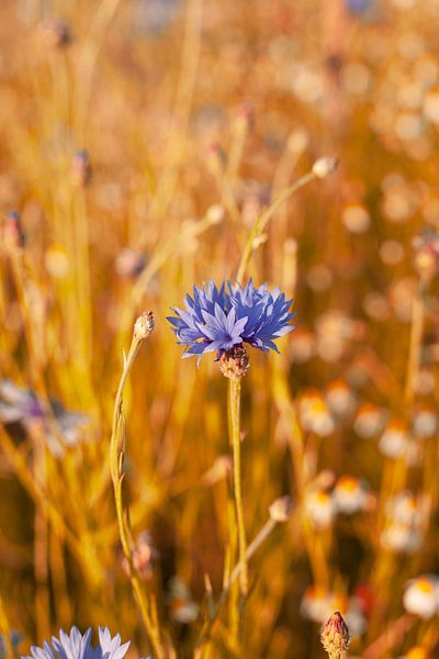 Korenbloem van Melanie Schat