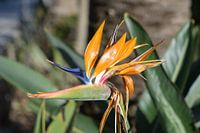 Fleur de l'oiseau de paradis (Strelitzia reginae)