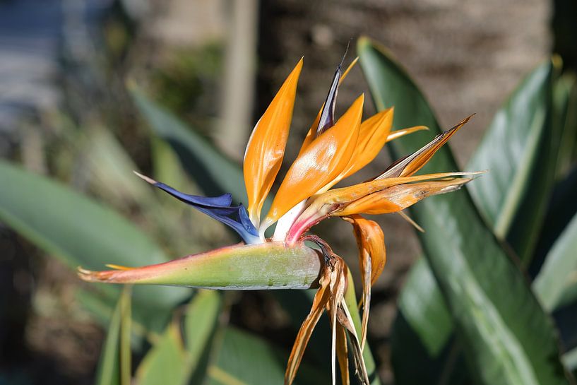 Fleur de l'oiseau de paradis (Strelitzia reginae) par Thomas Jong