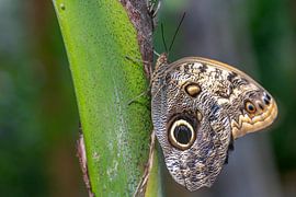 Uiloogvlinder van Harry Bronkema