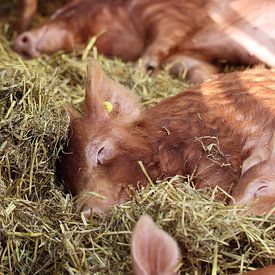 Schwein von Anja Kok