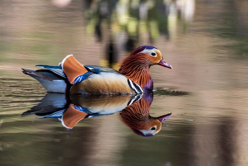 Mandarin duck in a pond in the middle of the Veluwe forest by Merijn Loch