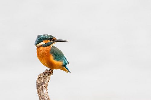 Le KingFisher