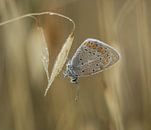 Blau (Schmetterling) mit Tautropfen von Jan Roos Miniaturansicht