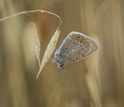 Blue (butterfly) with dew drops