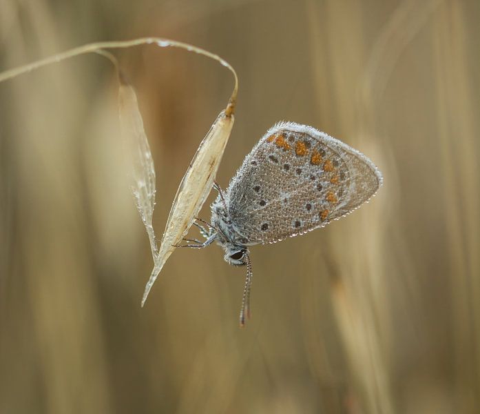 Blau (Schmetterling) mit Tautropfen von Jan Roos