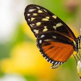 Passionsblumenschmetterling von Luminea by Inge