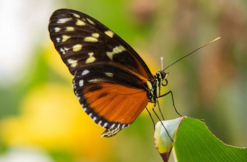 Passionsblumenschmetterling