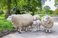 Groep witte schapen met lam op straat in natuur van Ben Schonewille thumbnail