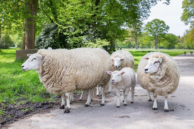 Groep witte schapen met lam op straat in natuur van Ben Schonewille