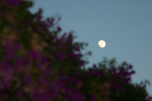 Maan achter de struiken