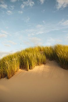 Sand, Grass and a Blue Sky