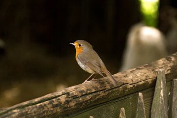 Roodborstje vogel van Arno van Alebeek