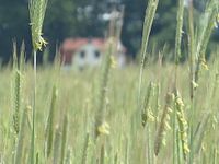 Idyllischer Traumplatz inmitten von Weizenfeldern