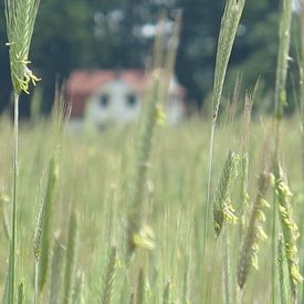 Idyllischer Traumplatz inmitten von Weizenfeldern von timon snoep