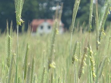 Idylische droomplek te midden van Korenvelden van timon snoep