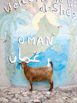 Ziege und Straßenkunst im Oman