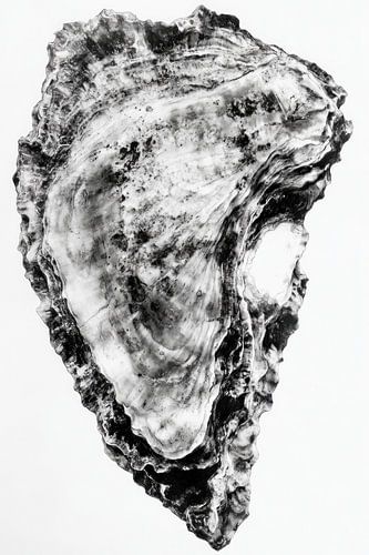 oester schelp tegen wit