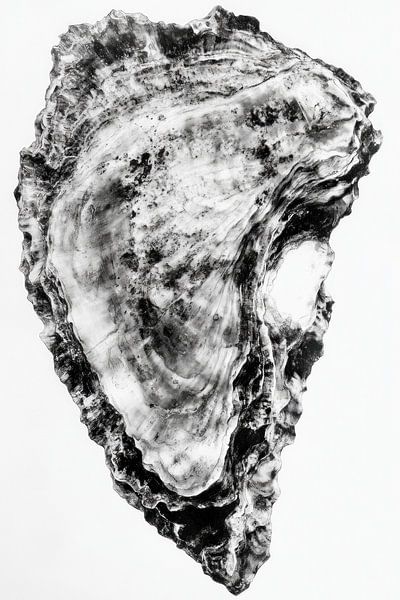 coquille d'huître sur fond blanc par Franka Poulain