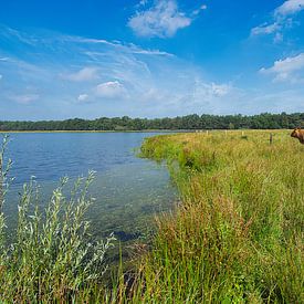 Également dans les dunes de Drunense sur Hans Janssen
