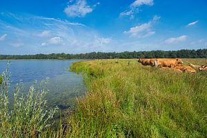 Ook in de Drunense duinen