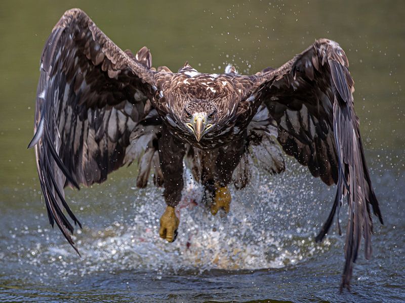 Weißkopfseeadler von Linda Raaphorst