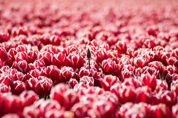 Laatbloeier (Tulpen)