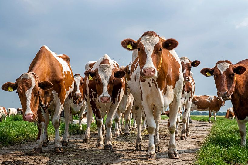 red-white cows by Hanneke Luit