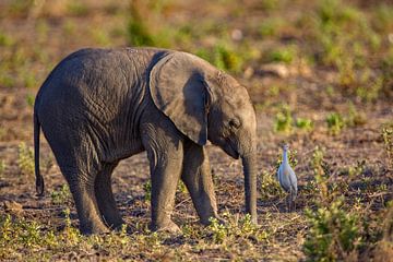 jonge olifant met reiger van Peter Michel