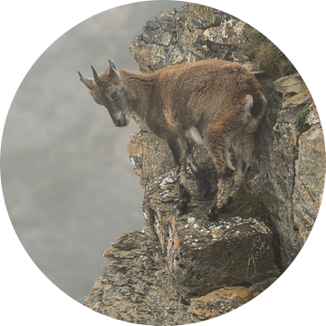 Alpine ibex (Capra ibex) standing in a steep cliff van wunderbare Erde
