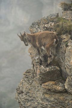 Alpine ibex (Capra ibex) standing in a steep cliff