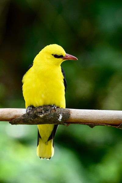 Wielewaal par Hielkje Koen
