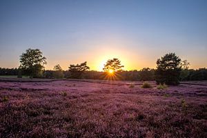 Heideblüte im September - Ein Naturschauspiel voller Magie