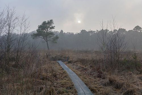 Natuurreservaat het Wooldse veen in Winterswijk