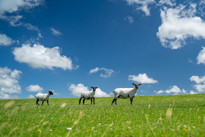 Three sheep on the stormy North Sea coast by Mandy Faulhaber