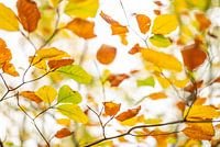 Herfstblad
