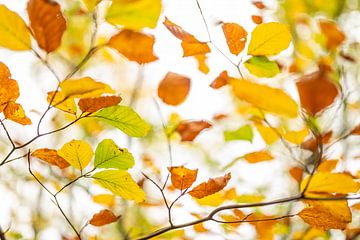 Autumn leaves by Zehava Perez