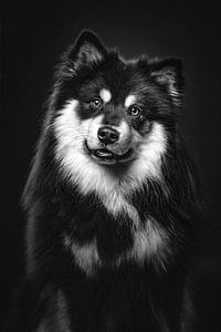 Portrait d'art d'un chien Finnois Lapphund en noir et blanc 2/3 sur Lotte van Alderen
