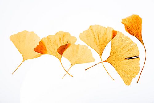 The Gingkodan