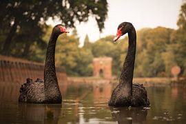 schwarze Schwäne in Herbststimmung von twinkel photography