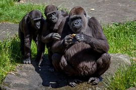 Three gorillas looking at something strange