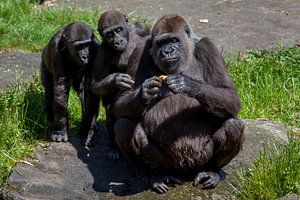 Drie gorilla's die kijken naar iets vreemds