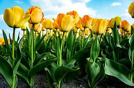 SONY DSC by Art Through the Lens