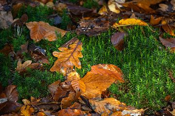 Contraste de couleurs en automne dans la forêt de Berger sur Bram Lubbers