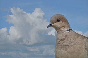Tortelduif tegen wolkenlucht