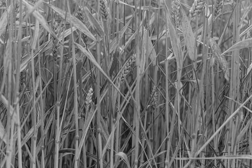 Graan, alledaags voedsel