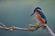 Eisvogel von Eisvogel.land - Corné van Oosterhout Miniaturansicht