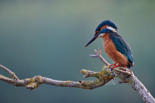 IJsvogel