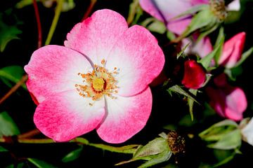 Leuchtend rosa Hundsrose in Blüte von Ivonne Fuhren-van de Kerkhof